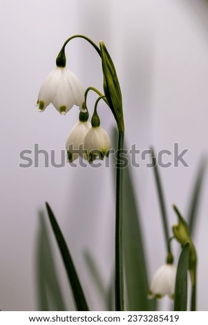 close-up of blossoms of spring snowflakes (leucojum vernum) with blurred background