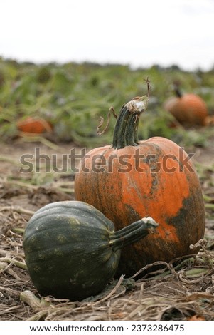 it's pumpkin time, nice picture