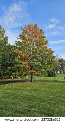Golden autumn: Vibrant yellow leaves adorning a tree, capturing the essence of fall's beauty. Autumn landscape