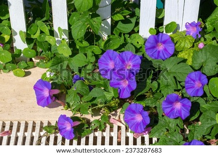 Ipomoea purpurea (Purple morning glory) flower Royalty-Free Stock Photo #2373287683