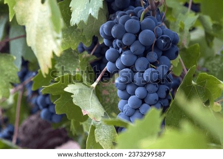 Clusters of ripe Pinot Noir wine grapes on the vine. Bokeh leaves in foreground Royalty-Free Stock Photo #2373299587