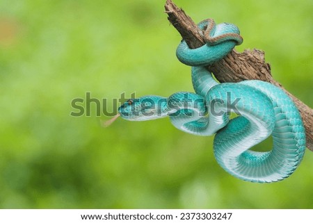 Blue viper snake on a branch, viper, blue insularis, Trimeresurus insularis  