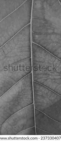 background of a leaf showing small and colorful structures