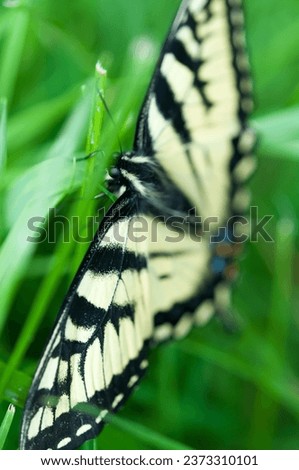 close-up of a yellow and black butterfly (Swallowtail) on green