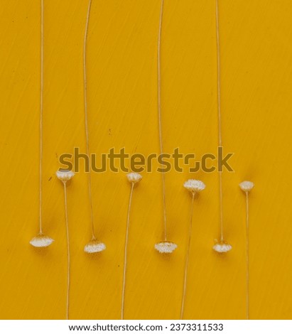Golden grass flower. Typical of the Brazilian cerrado in the Jalapão region. Syngonanthus nitens. Yellow background with flowers in symmetry. Palmas, Tocantins, Brazil. August 17, 2023.