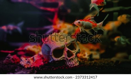 ornamental fish in a beautiful aquarium