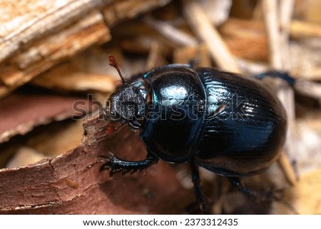Upperside view of dor beetle (Anoplotrupes stercorosus) sitting on dry bark remains. Royalty-Free Stock Photo #2373312435