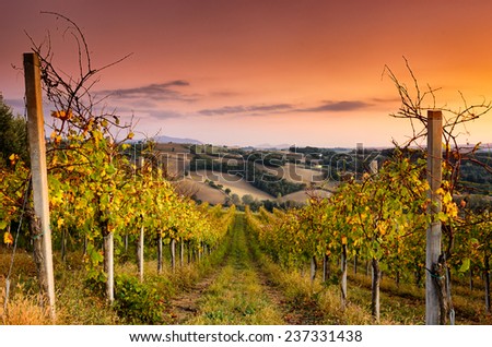 A beautiful vineyard across the hills of San Terenziano, Umbria, central Italy Royalty-Free Stock Photo #237331438