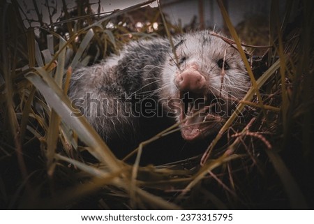 A closeup shot of a possum with its mouth wide open surrounded by grass