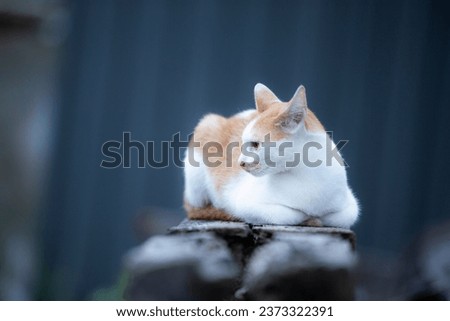 White and red cat sitting on the wood in the room, stock photo