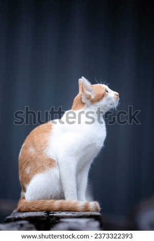White and red cat sitting on the wood in the room, stock photo