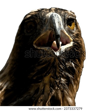 a picture of an eagle's head at the moment of screeching with an open beak and aggressive emotions