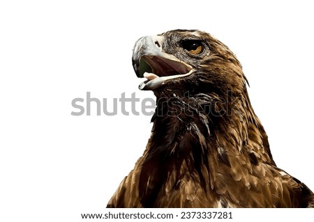 a picture of an eagle's head at the moment of screeching with an open beak and aggressive emotions