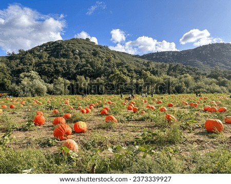 Pumpkin patch.,fresh orange pumpkins on a farm field rural landscape, pumpkins growing in field