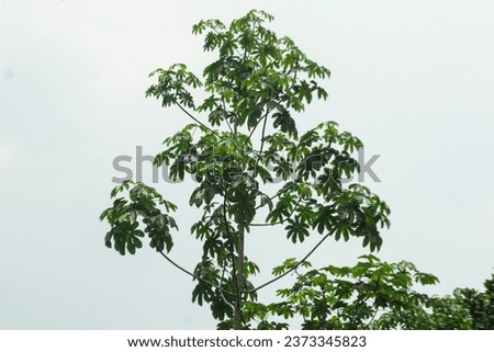 isolated tree on grey sky background Royalty-Free Stock Photo #2373345823