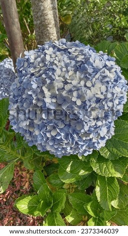Beautiful blooming blue and purple Hydrangea or Hortensia flower (Hydrangea macrophylla) under the sunlight in summer 