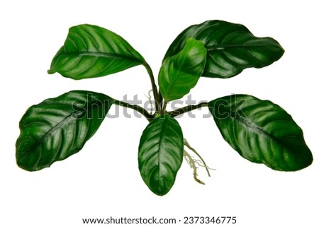 Close-up of Anubias Coffeefolia aquarium plants isolated on white background with clipping path