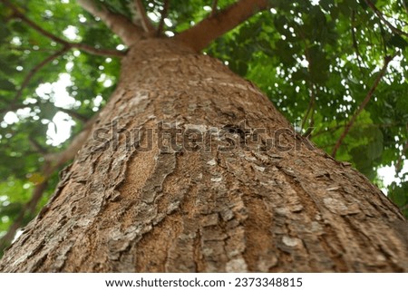 tree bark texture appearance from bottom to top Royalty-Free Stock Photo #2373348815