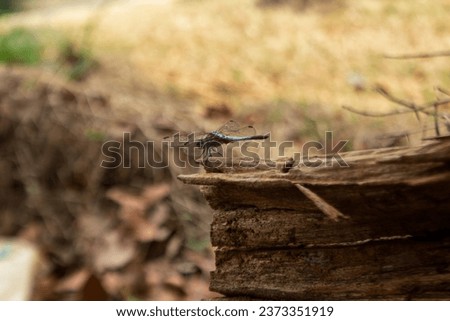 Dragonfly on a dry tree trunk with a forest background Royalty-Free Stock Photo #2373351919