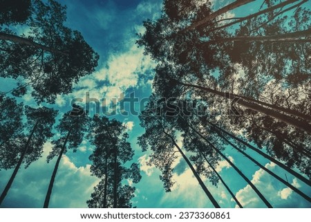 Frame from tall pine trees against a cloudy sky. Pine forest in the evening. Perspective view. Bottom view.