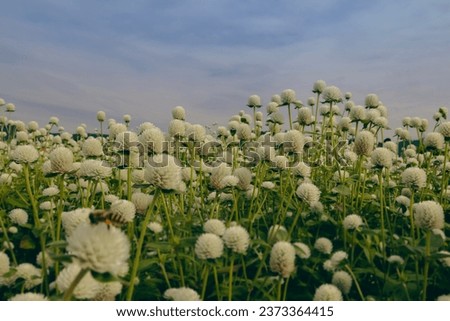 a white globe amaranth flowers in full bloom. Royalty-Free Stock Photo #2373364415
