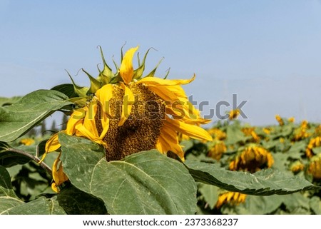 Ripe Sunflowers Field close up
