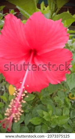 The red hibiscus plant is blooming and very charming