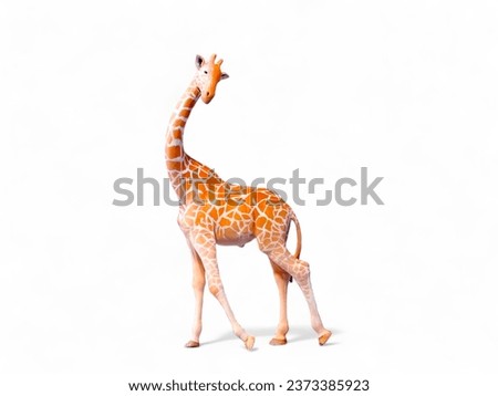 Animal miniature giraffe on white background