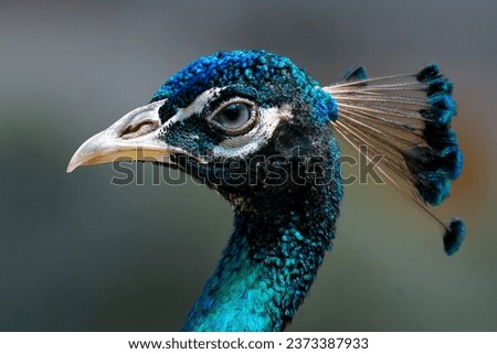 Elegant Peacock
Behind every beautifully stunning peacock, is a hidden Menace