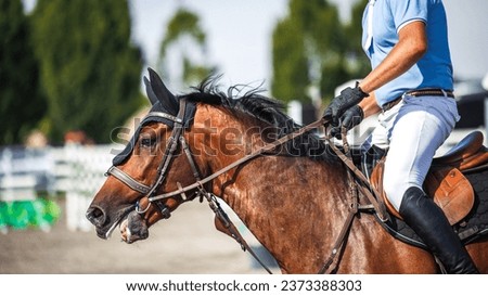 Horse equestrian show jumping with unrecognizable male jockey. Sport animal competition Royalty-Free Stock Photo #2373388303