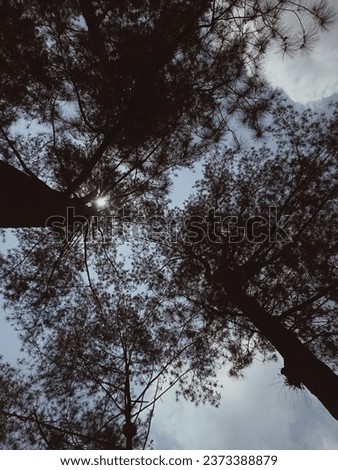photo shoot from under a pine tree during the day