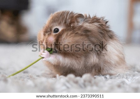 Funny fluffy Syrian hamster eats a green branch of clover, stuffs his cheeks. Food for a pet rodent, vitamins. Close-up Royalty-Free Stock Photo #2373390511