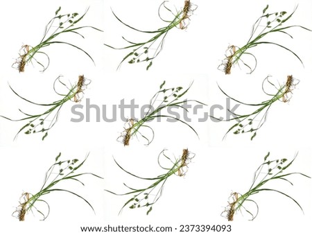 A collage of photographs of several tufts of grass on a white background that is repeated nine times.