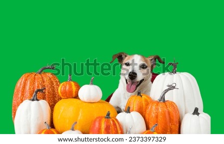 Halloween dog on green screen  