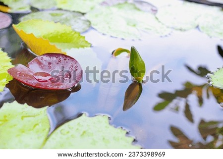 A lotus bud emerges on the surface of the water and there is a shadow of a lotus bud in the water. In the lotus basin there are many lotus leaves. It is a very beautiful picture of nature.