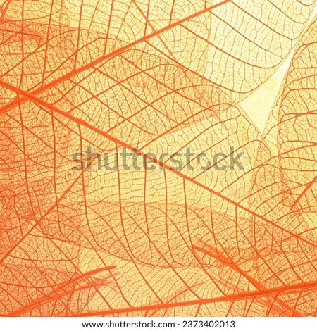Leaf with orange base and dense capillary veins Royalty-Free Stock Photo #2373402013