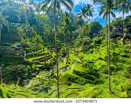 Ceking Rice Terrace (Tegalalang Rice Terrace), Ubud, Bali, Indonesia, October 2023
Top aerial view of spectacular and beautiful rice terraces and palm trees  Royalty-Free Stock Photo #2373403871