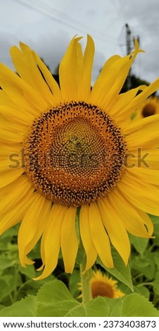 Sunflower field in gundulpet Karnataka 