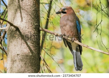 A jay (also common jay; also kareza) is a bird of the jay genus of the corvid family of the passerine order sitting on a tree branch.