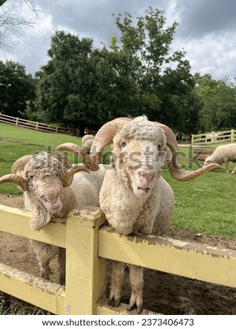 The picture of sheep at the fram