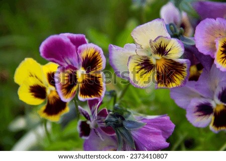 yellow-purple flowers of a garden plant violet close-up Royalty-Free Stock Photo #2373410807