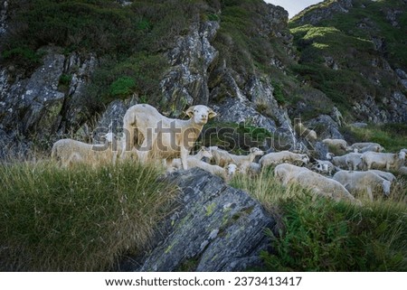 flock of sheep, Montcorbison, Aran Valley, Lérida province, Spain Royalty-Free Stock Photo #2373413417