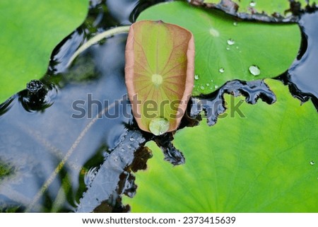 The water is on the lotus leaf and there is a lotus basin and water. It is a beautiful picture of the nation.