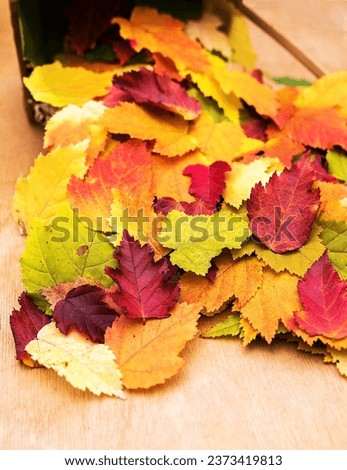 Multi-colored maple autumn leaves are scattered on a wooden base. Vertical.