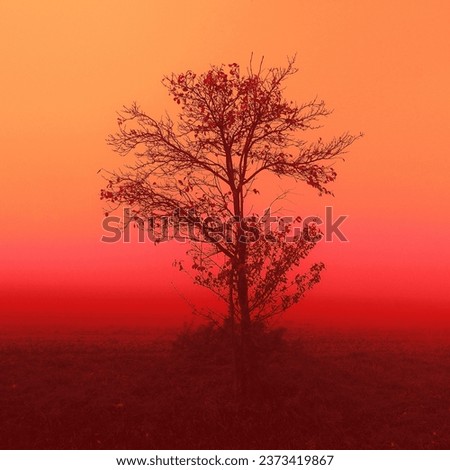 Lonely tree in morning mist, magical atmosphere, autumn scenery, natural background, red and orange color