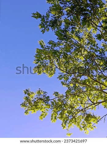Sky with green treetops, clear sky, good weather, beautiful blue sky.