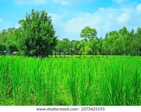 Natural Scenery Picture With Blue Sky