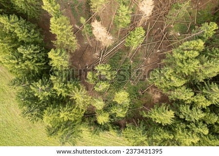 Drone photography of fallen trees in a logging site during cloudy summer day