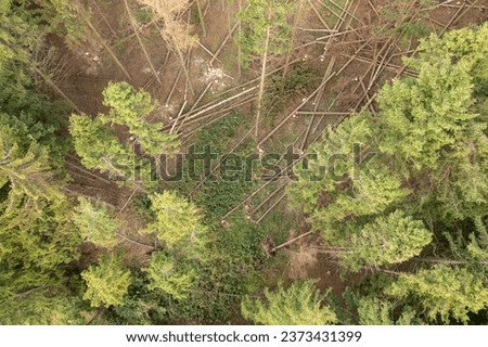 Drone photography of fallen trees in a logging site during cloudy summer day