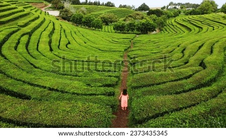 Gorreana Tea factory and field is one of the mosr popular tourist attraction Acores. Tourist woman on tea plantation in Azores Sao Miguel. Portugal travel. Aerial view Royalty-Free Stock Photo #2373435345